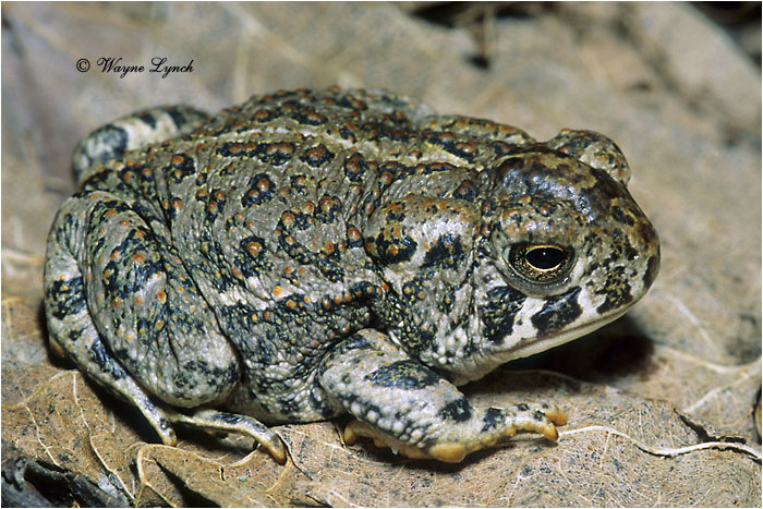 Canadian Toad 101 by Dr. Wayne Lynch &copy;